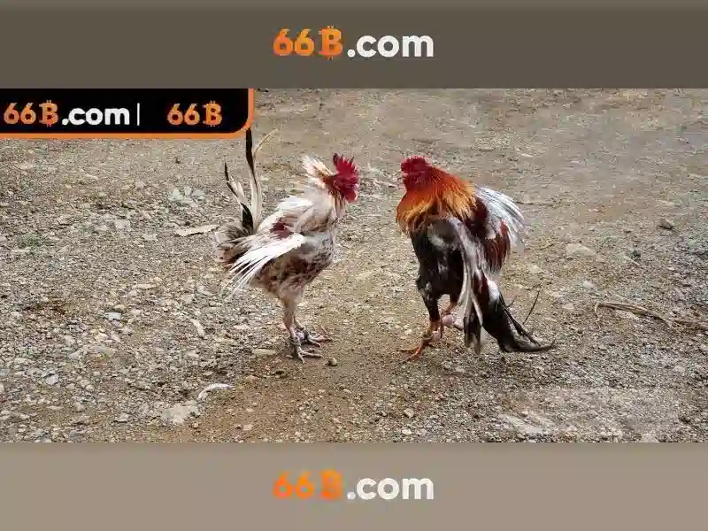 Khuyến Mãi 66B