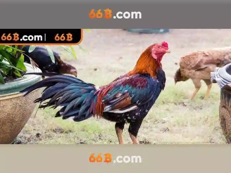 slot 66b