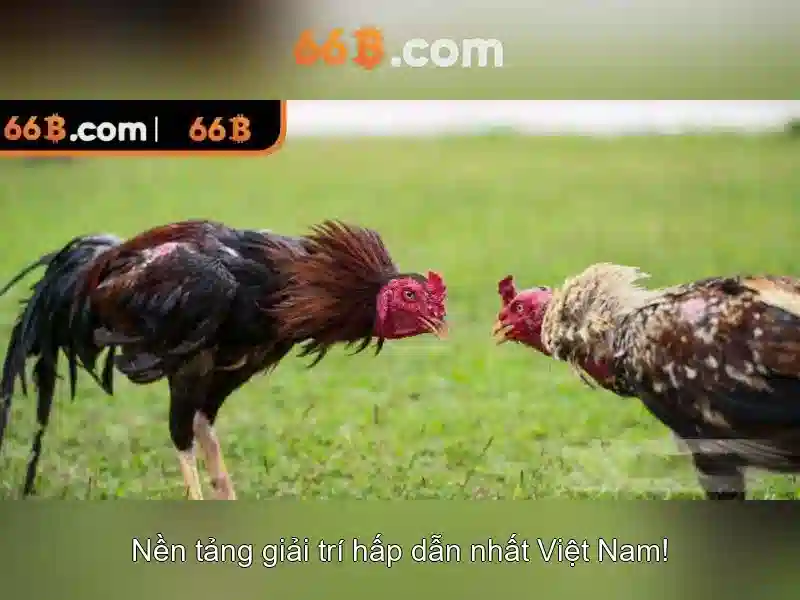 66B iOS – Trải Nghiệm Tối Ưu Trên Thiết Bị Di Động